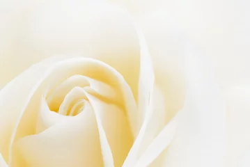 Crédence de cuisine en verre imprimé Roses beautiful white rose