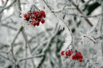 Frost Beere 2
