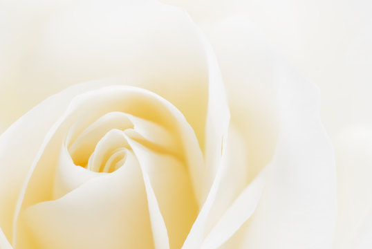 beautiful white rose