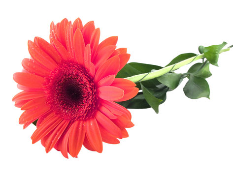 Fototapeta Red flower