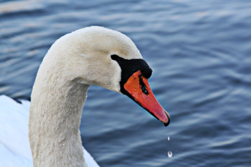 Fototapeta premium schwan im Winter