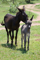 Loving family of donkeys, running on the field, Equus asinus