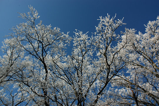 Winterzweige