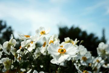 White flowers. / Wei&szlig;e Blumen