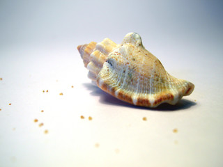 coquillage