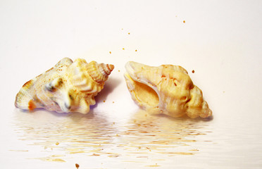 deux coquillages