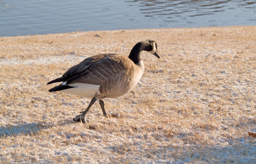 Goose Walking in Snow