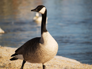 Goose Walking in Snow