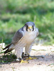 Falcon