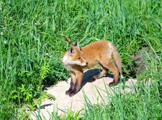 Red Fox ( Vulpes vulpes )