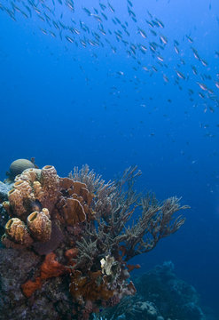 Fototapeta Coral reef