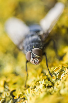 mouche en gros plan macro fond jaune insecte nature &eacute;cologie