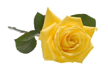 Yellow rose isolated on white background with clipping path