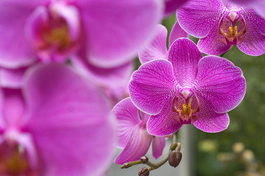 Orchideen Zuchtformen