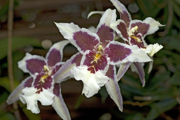 Orchideen Zuchtformen