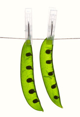 Guisantes colgados III