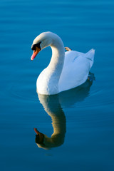 Swan reflection