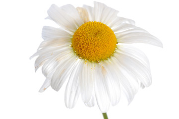 daisy isolated on white background