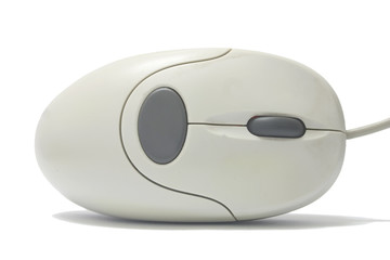 mouse