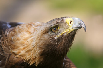 Eagle