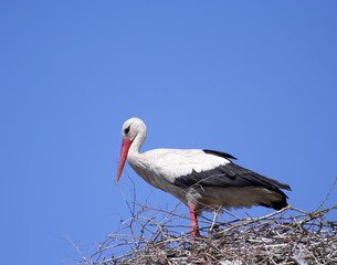 White Stork ( Ciconia ciconia ) on the nest. 