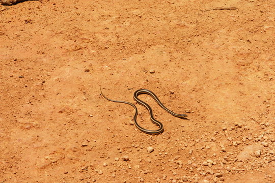 serpent sur terre rouge