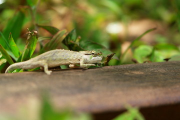 cameleon 