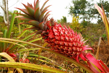 ananas rose de madagascar