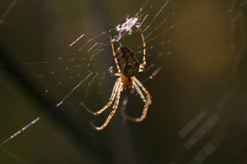 Spinnennetz im Gegenlicht