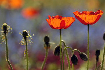 Mohnblumen im Gegenlicht