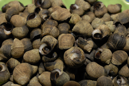 bigorneaux