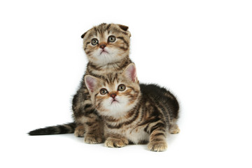 kittens on white background