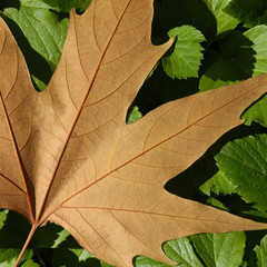 a golden dead leaf on fresh green plants