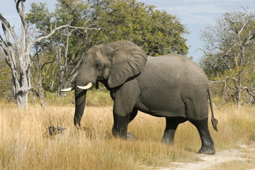 Fototapeta na wymiar Elefantenbulle im Moremi National Park