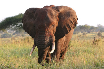 Elefantenbulle in der Serengeti Steppe
