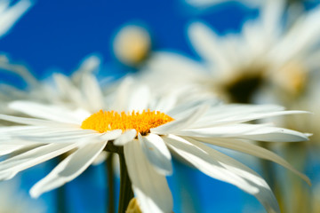 A close up shot of beautiful daisies © arekmalang