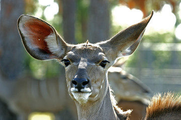 DEER CLOSEUP