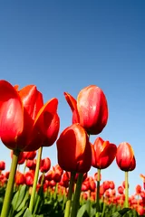 Poster de jardin Tulipe A field of beautiful red tulips shot from low angle