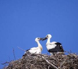 White Stork ( Ciconia ciconia ) on the nest.