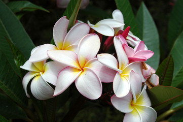 Frangipani