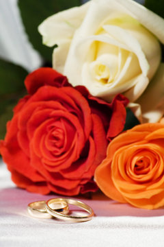 On a photo a roses and wedding rings..