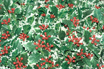 Artificial ilex background