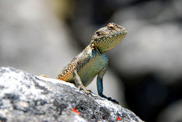 Lizard