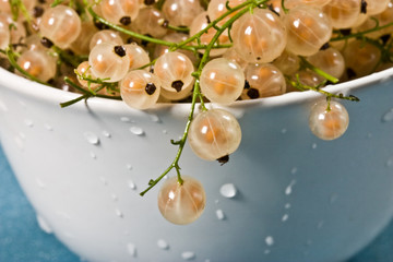 white currant in the bowl, macro picture