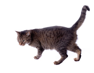 Small cat isolated on white background