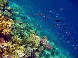 Naklejka na ściany i meble Rafa koralowa