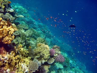 Foto auf Alu-Dibond Korallenriff © Hennie Kissling