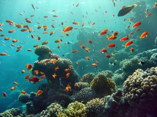 Obraz na płótnie Canvas Rafa koralowa