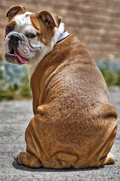 Bully Backside