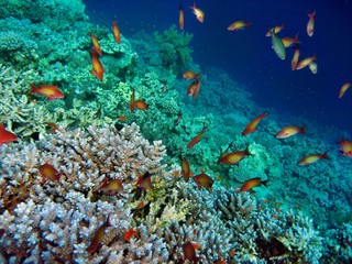 Obraz na płótnie Canvas Korallenriff
